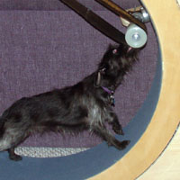 lick, lick, lick, lick, lick, lick, lick, lick......... Jumbo licking the peanut butter conveyor belt.