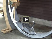 Rumpus is the first to grasp the kibble cause and effect. Another HoundRound video; Rumpus on the Giant HoundRound dog exerciser.