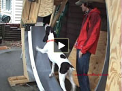 Some friends of Jumbo & Rumpus try out the Giant HoundRound The Giant HoundRound dog exercise wheel