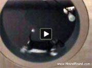 Rumpus the dog takes a turn on the HoundRound Rumpus the dog takes a turn on the HoundRound giant hamster wheel